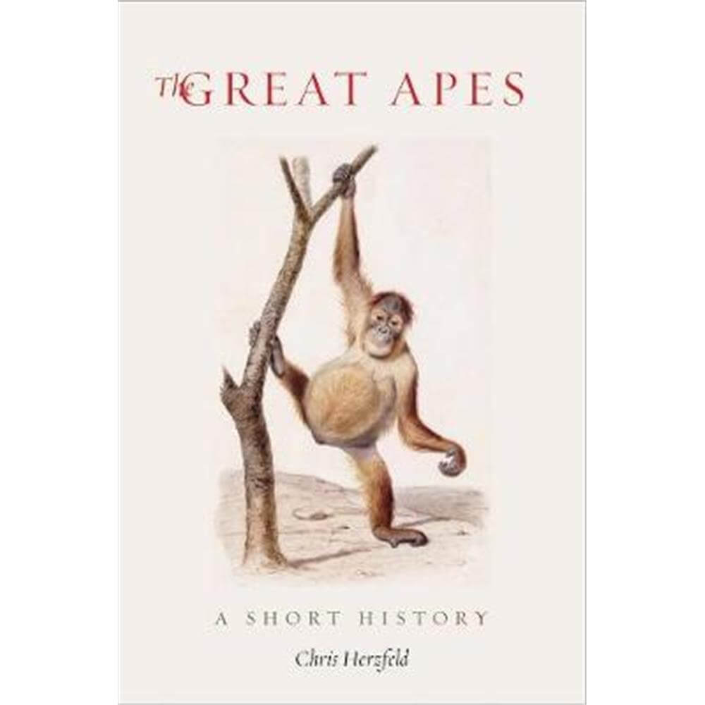 The Great Apes (Hardback) - Chris Herzfeld